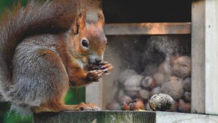 Ez a titok: ezért lesz biztonságos a mókusetető!