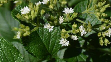 A stevia kora lejárt? Új édesítők jönnek