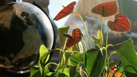 Árt a téli szellőztetés a szobanövényeknek?