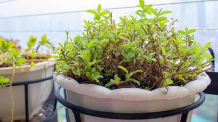 Milyen szobanövények kerülhetnek fűtetlen szobába?