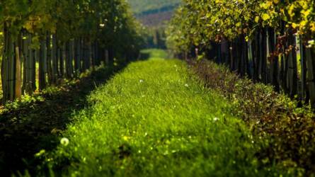 Félelmetes állat bukkant fel a népszerű magyar turistacélpont közelében, senki ne könnyelműsködjön