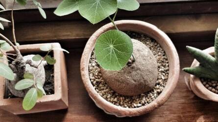 Tényleg elszívják az oxigént éjjel a növények?