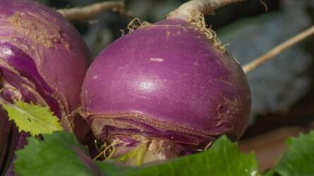 A régi idők superfoodja: a kerékrépa nagy visszatérése