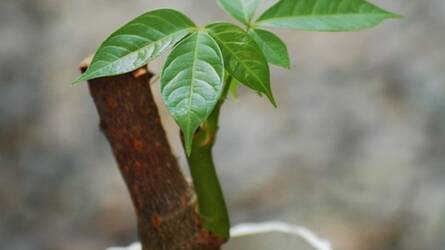 Mire ügyeljünk a vadkakaó gondozása során?