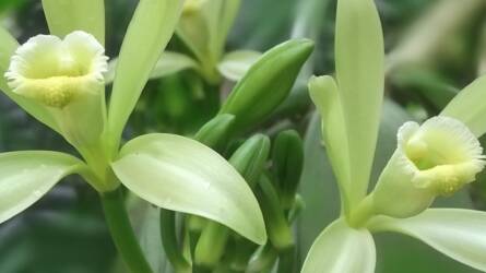 A világ legkockázatosabb fűszere: érdekes tények a vaníliáról, amit kevesen tudnak