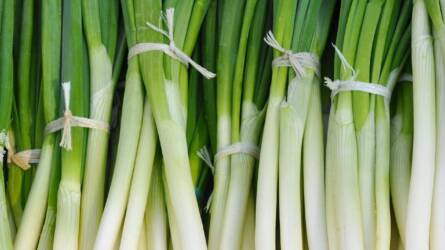 Téli öntözés fóliában: ennyi víz kell a hagymának