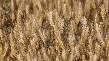 Megjött a FAO-jelentés: zuhannak az árak, rekordra készül a gabona