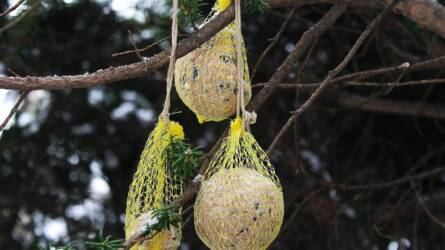 Veszélyes lehet a cinkegolyó? Amit kevesen tudnak