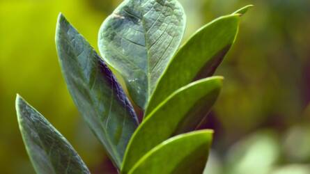 Panelban él? Ezt az 5 növényt Önnek találták ki