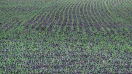 Szándékosan vetették túl sekélyre a gabonát, ez történt vele