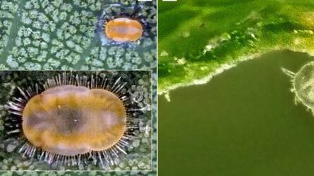 A gubacsokról, 14. rész - A gubacsok belső szerkezete - levélgubacsok: mélyedéses gubacsok