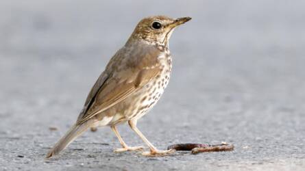Év madara 2026: meglepő, mit csinál ez a gyakori kertlakó