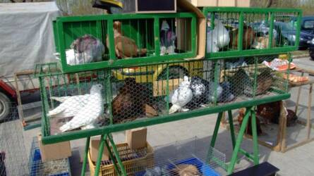 Kisállatvásár Kecskeméten