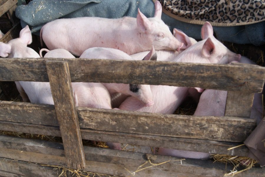 Országos állat- és kirakodóvásár Dabason