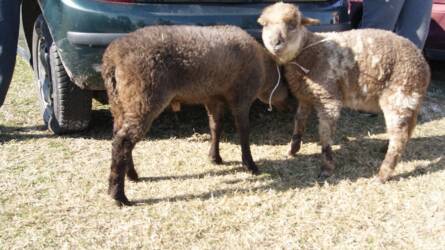 Országos állat- és kirakodóvásár Dabason