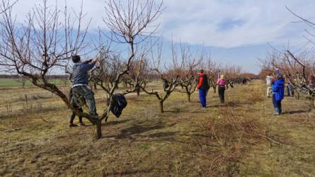 Megtanítjuk metszeni Magyarországot! – Gyümölcstermesztési képzések a MATE-n