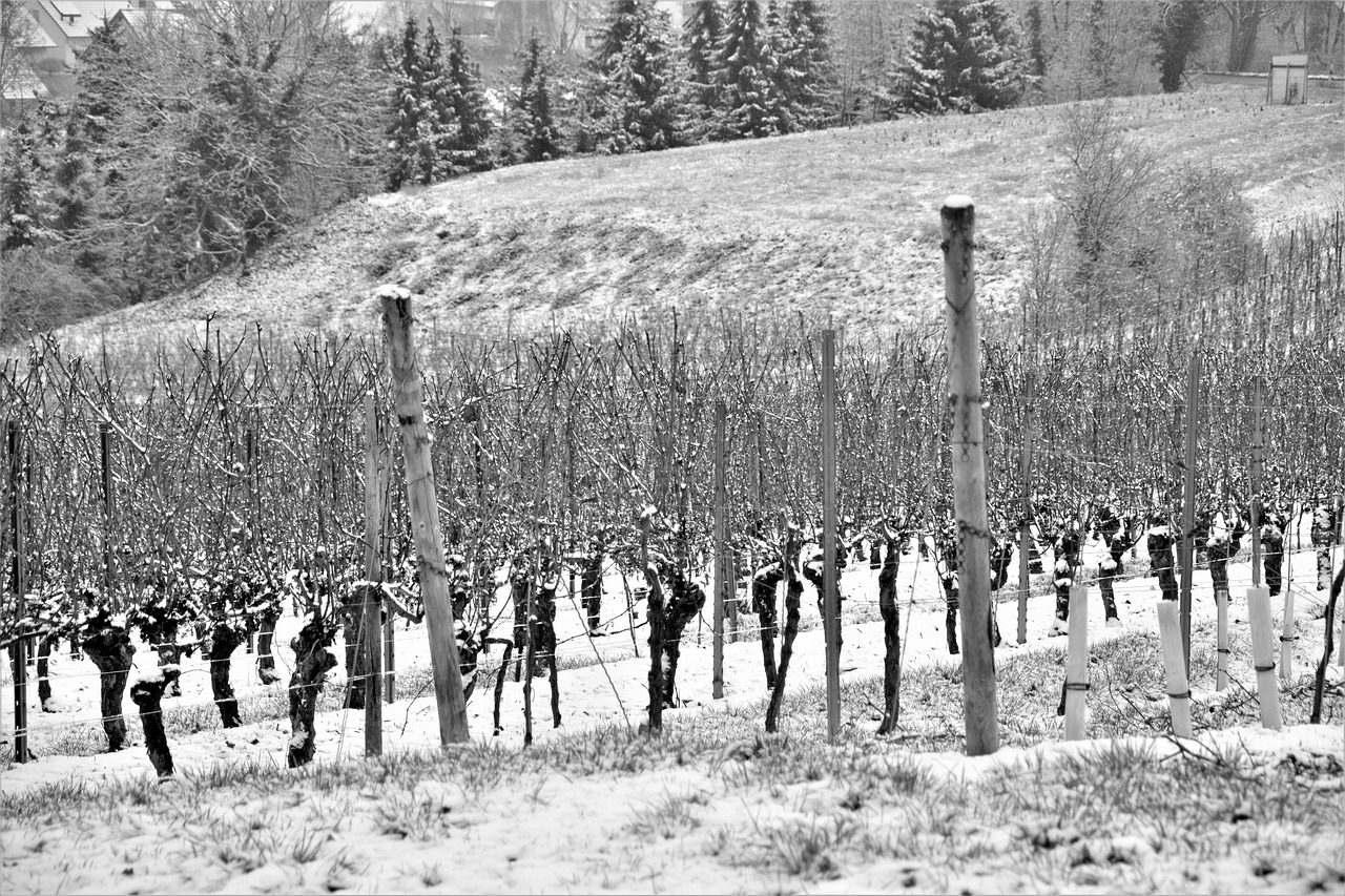 A Vince-napi szokásoknak évszázados hagyományai vannak