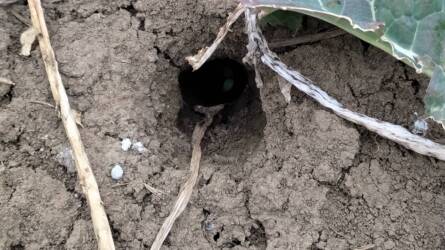 Ne feledkezzünk meg a rágcsálókról – most ütnek vissza!