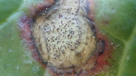 Gyakori, mégis alábecsült ellenfél a repcében: mikor kell védekezni?