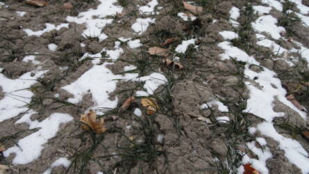 A téli fagy hatásai: így pusztulhat el az őszi vetés