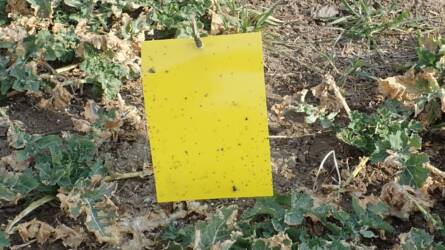 Korán ébrednek a repce legveszélyesebb kártevői: kezdődik a repce ormányosainak szezonja