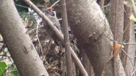 Változásban a madárvilág: kié az égbolt?