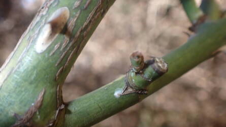 Ellenségek a rózsán télen: most dől el a nyári virágzás