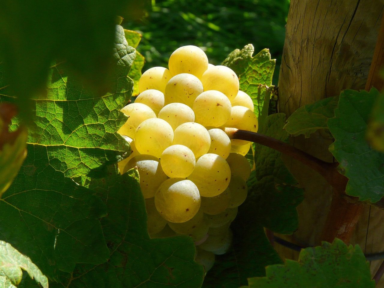 A szőlősorok végére akasztott gömböc vagy disznósajt hivatott jelképezni a szőlőfürtök kívánt nagyságát