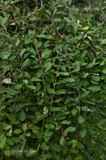 A szomorúfűztől eltérően a kecskefűz levelei kerekdedek Forrás - Botanikaland