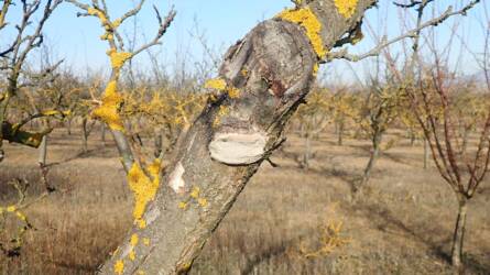 Nem csak formáz: amit a metszésről eddig nem mondtak el