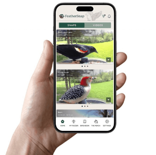 A telefonos applikáció jelez nekünk, ha az etető észlelt egy érkező állatot