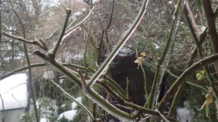 Amit a tél okozhat az ültetvényekben – nem csak a fagy számít!