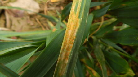 Lesz-e idén sárgarozsda? Meglepő válasz 2026-ra