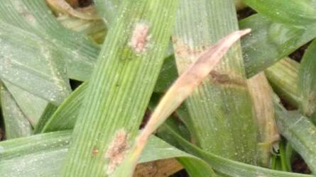 Lesz-e gond tavasszal a gabonalisztharmattal?