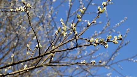 Szoros versenyben a kecskefűz lett az Év Fája a hazai program 30. évében