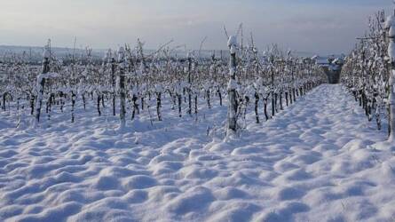 A vincevessző, a gömböc és a szőlőszentelés