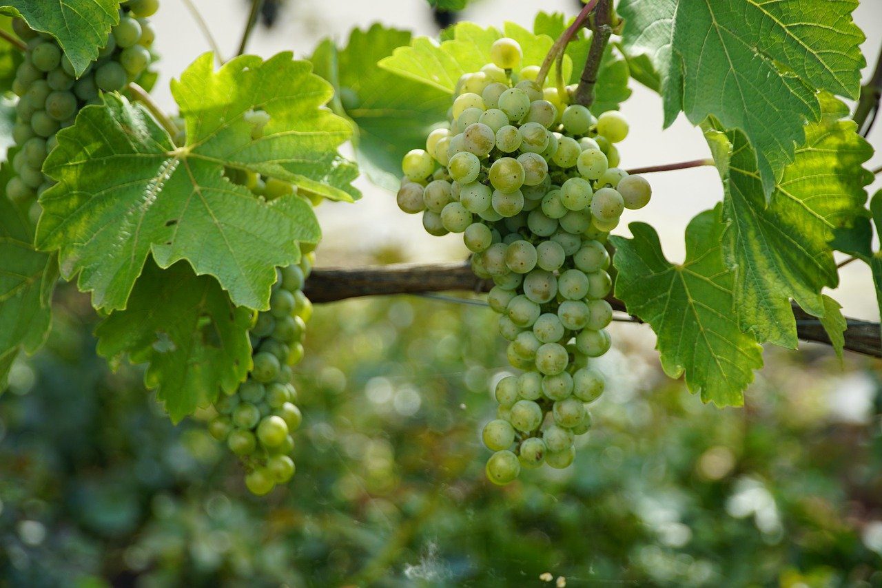 Borhoz való kötődésére a legvalószínűbb magyarázat Vince nevének a latin vinum szóval való rokon hangzása