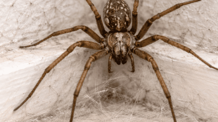 Zugpókok a magyar otthonokban – félnünk kell tőlük?