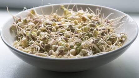 Vetőmagból szabad étkezési célú csíranövényeket előállítani?