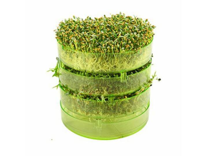 Csíranövények csíráztató tálban