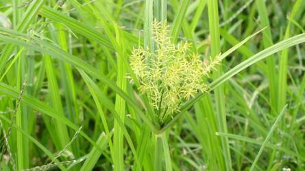 Veszélyes gyom terjed, nagy ellenséggé válik a mandulapalka