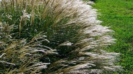 Díszfüvek védelme télen