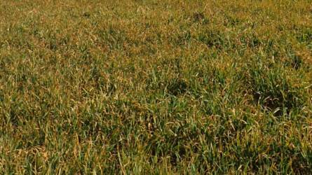 Az árpa „csendes gyilkosa” már tavasszal támad: a tél sem állította meg