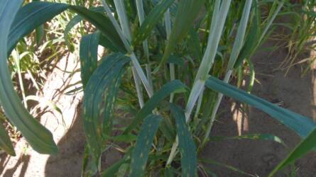 Levélfoltosság búzában: mikor okoz terméskiesést?