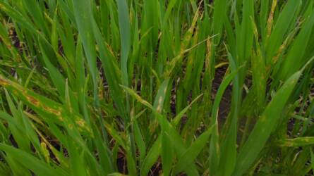 Vigyázat, a gabonák sárgulnak! Ez az ok!