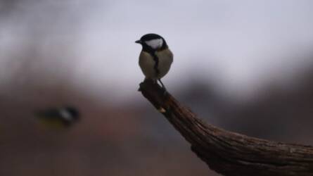 Kerüld el a hibákat a madáretetés során!