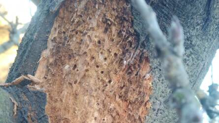 Milyen kártevő miatt találhatók lyukak az almafa törzsén?