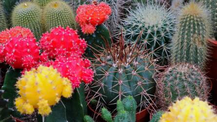 Mi lehet az oka annak, hogy a kaktusz nem virágzik?