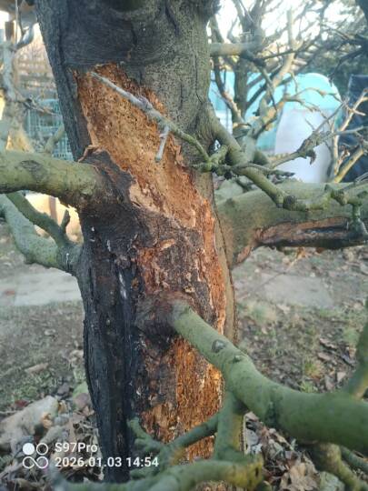 Koros almafa törzse lyukakkal (Kérdező felvétele)