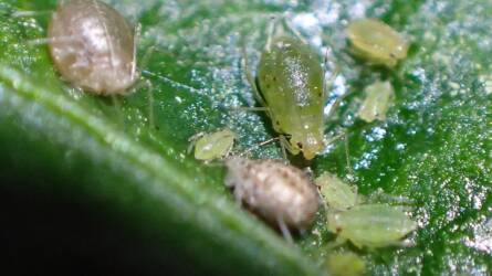 Miként szabadulhatunk meg a lakásban teleltetett paprikán megjelent rovaroktól?